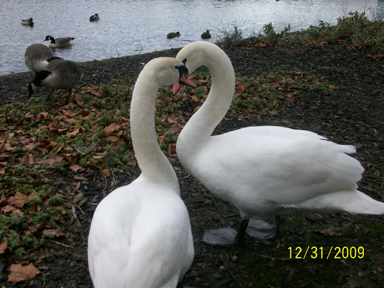 lake-swan-pictures